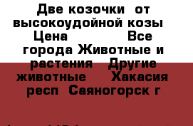 Две козочки  от высокоудойной козы › Цена ­ 20 000 - Все города Животные и растения » Другие животные   . Хакасия респ.,Саяногорск г.